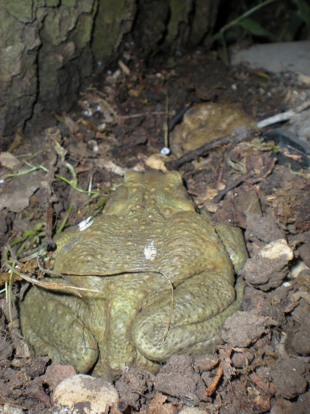 Rospi di ferragosto - Bufo bufo