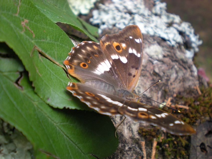 variabilit in Apatura ilia