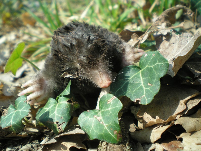 Talpa romana (probabilmente)