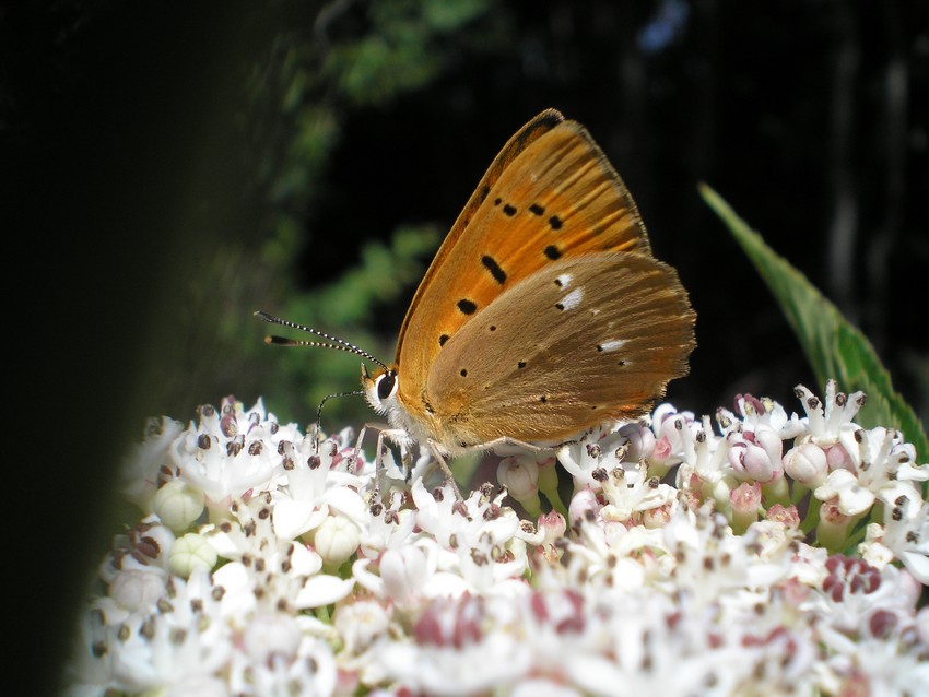 farfalla arancione - Lycaena hippothoe e virgaureae