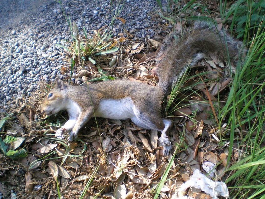 Scoiattolo grigio, Sciurus carolinensis. Umbria