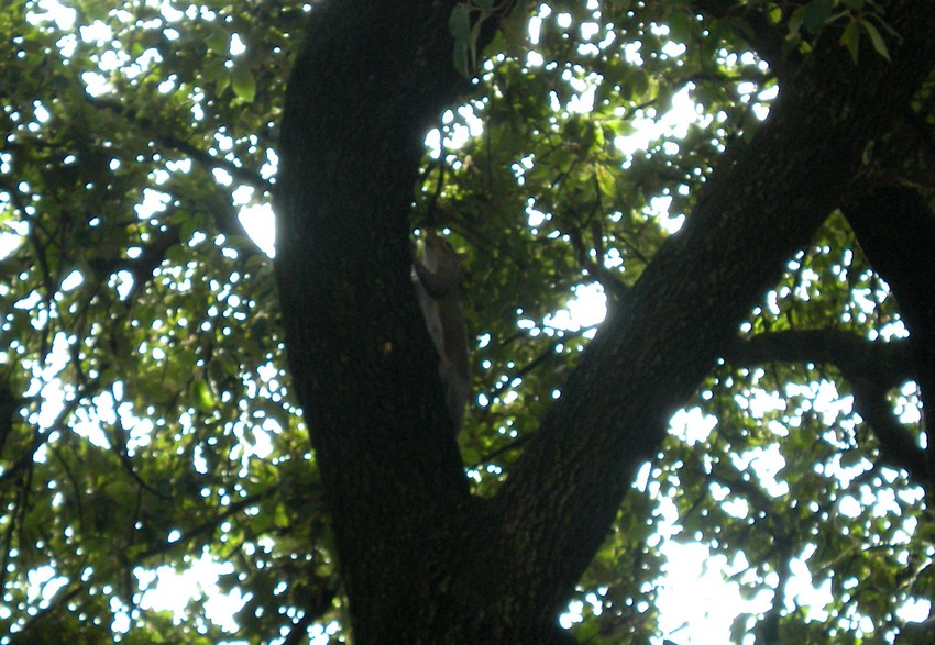 Scoiattolo grigio, Sciurus carolinensis. Umbria