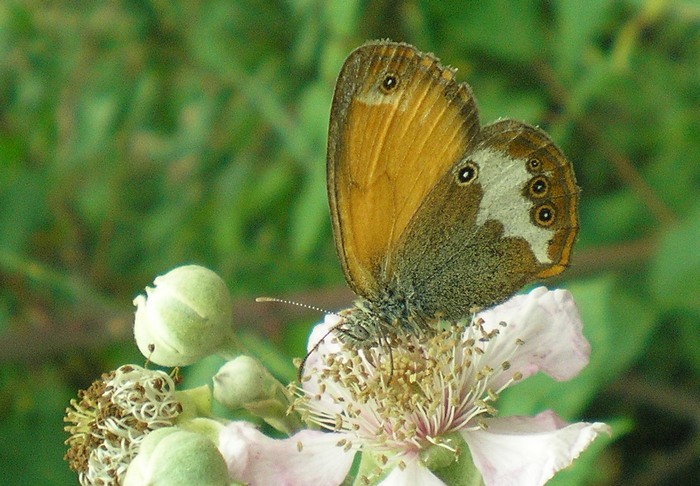 Coenonypha ... quale?
