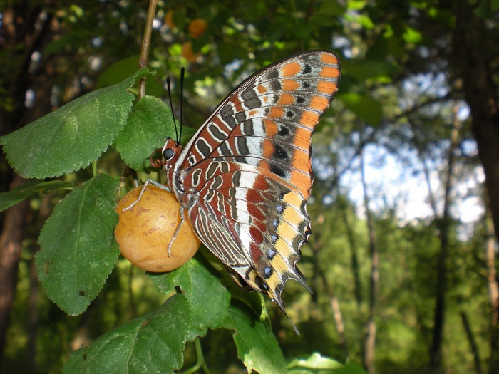 Storia del Papilione Jasius......