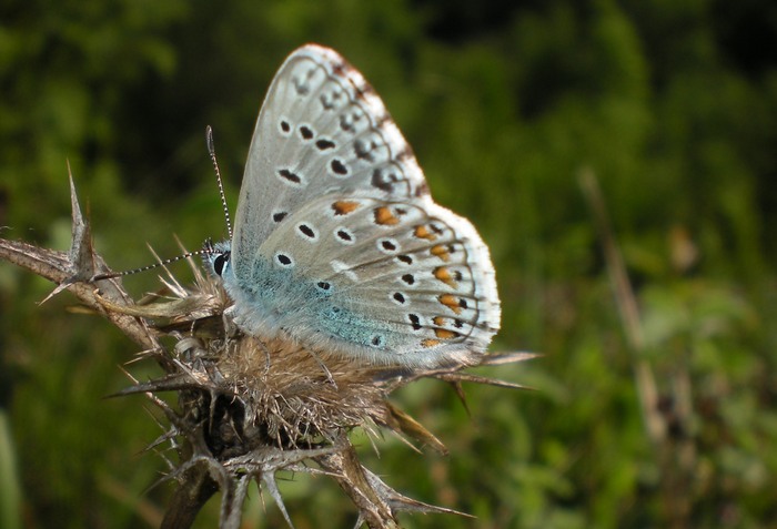 3 Lycaenidae senza nome da identificare