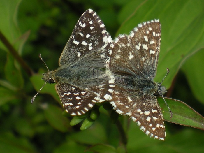 Hesperiidae in accoppiamento da id