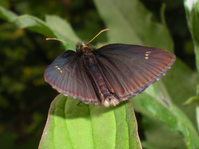 Heteropterus morpheus