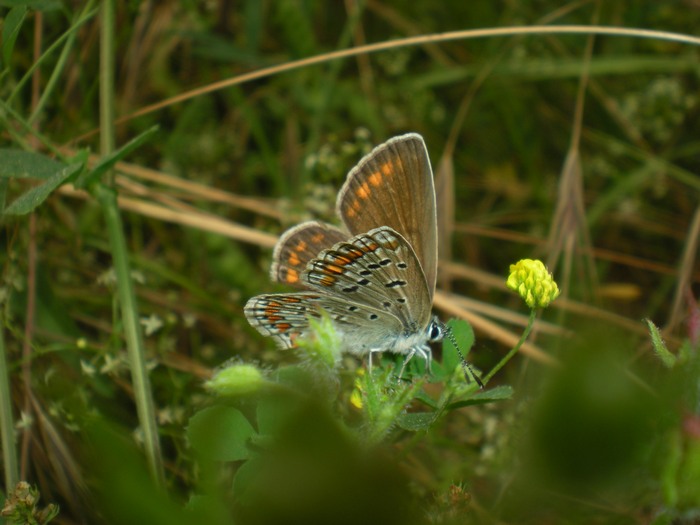 Femmina di P.bellargus???