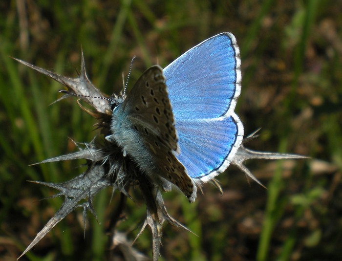 3 Lycaenidae senza nome da identificare