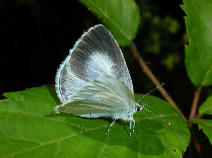 Farfalle sul roveto