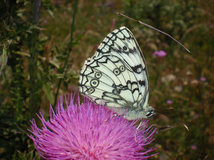 Melanargia russiae