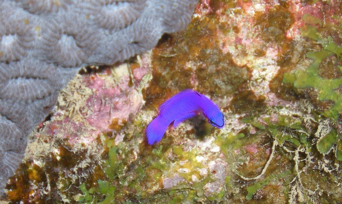 Wadi gimal-Mar rosso egiziano
