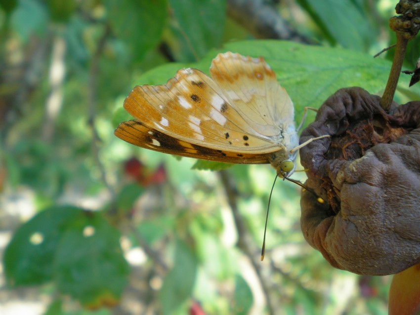 variabilit in Apatura ilia