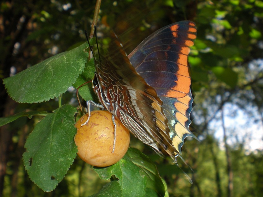 La pi bella del reame - Charaxes jasius