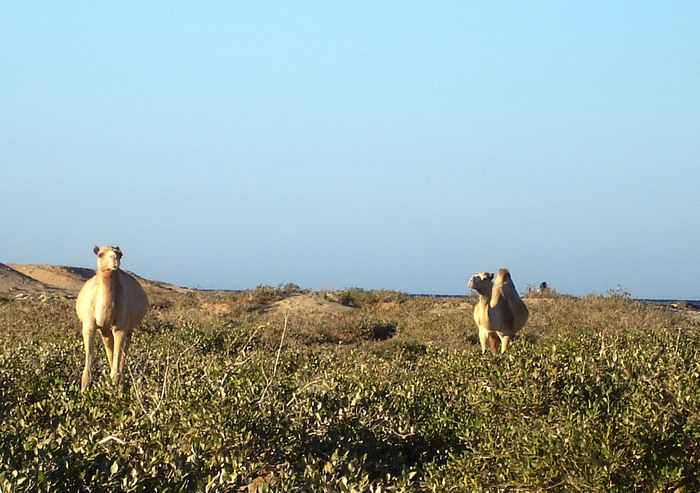 Wadi gimal-Mar rosso egiziano