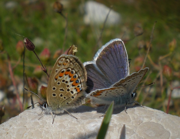Una giornata(piovosa) sui Sibillini)
