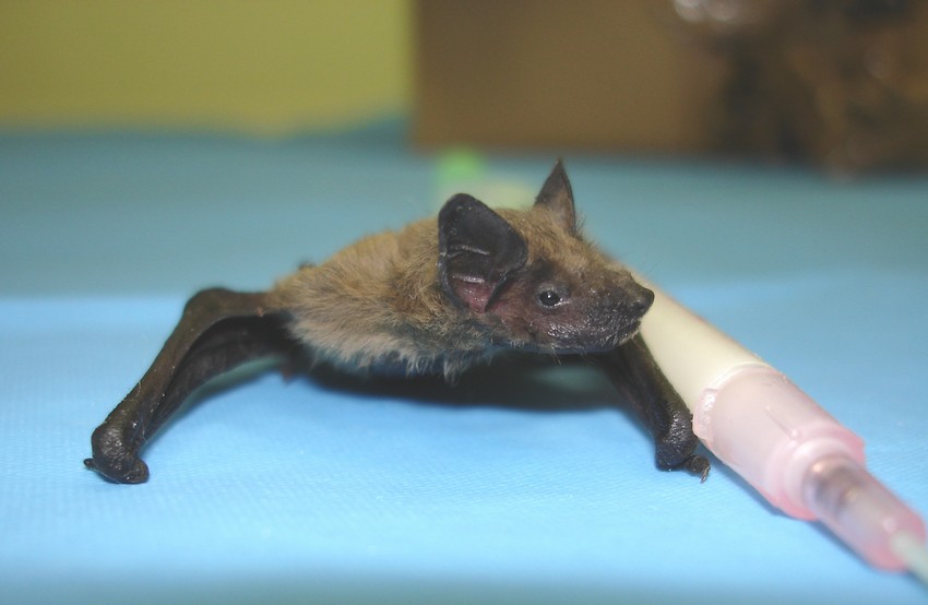 Un chiarimento sui pipistrelli