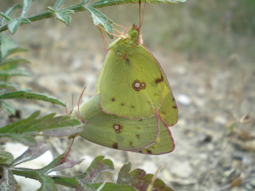 aiuto per identificazione Pieridi