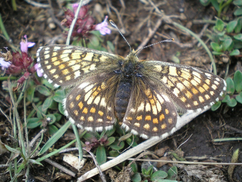 Melitaea del Vettore, quale? - Melitaea athalia