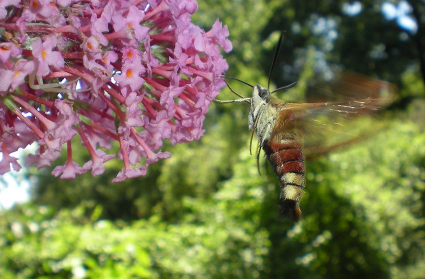 Hemaris fuciformis