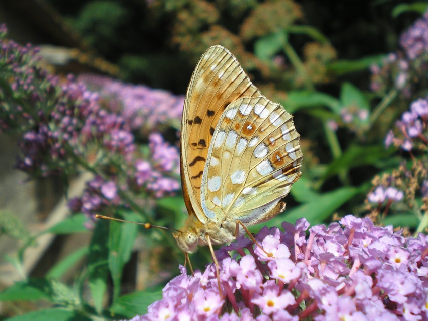 Argynnis paphia e Argynnis (Fabriciana) adippe