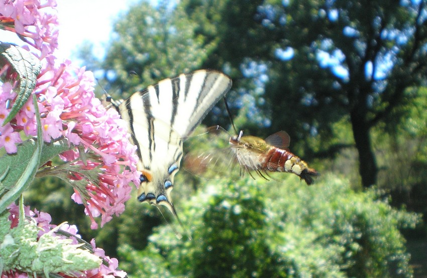 Hemaris fuciformis