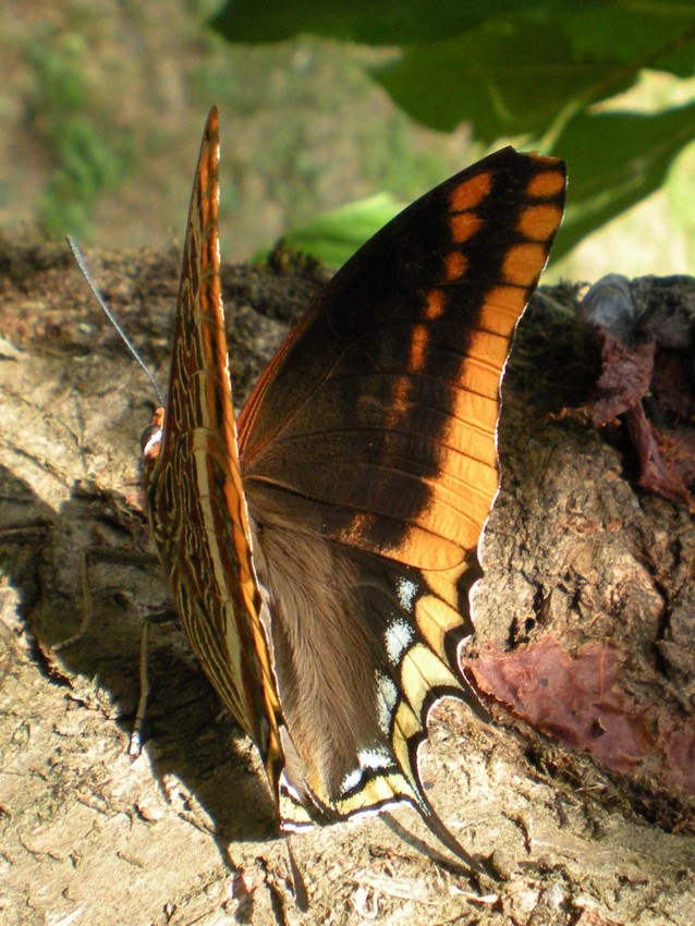 La pi bella del reame - Charaxes jasius