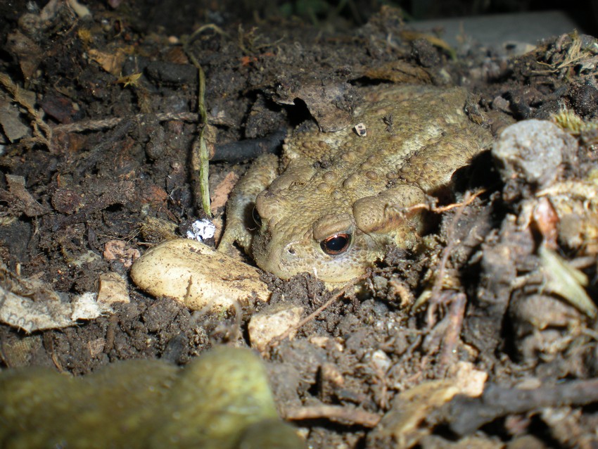 Rospi di ferragosto - Bufo bufo