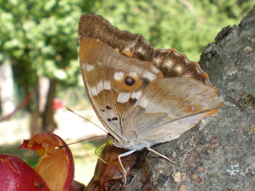 variabilit in Apatura ilia