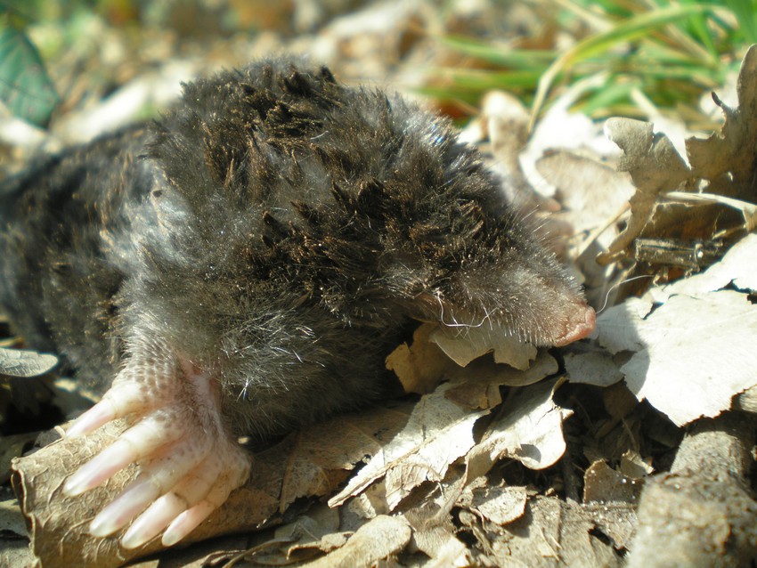 Talpa romana (probabilmente)