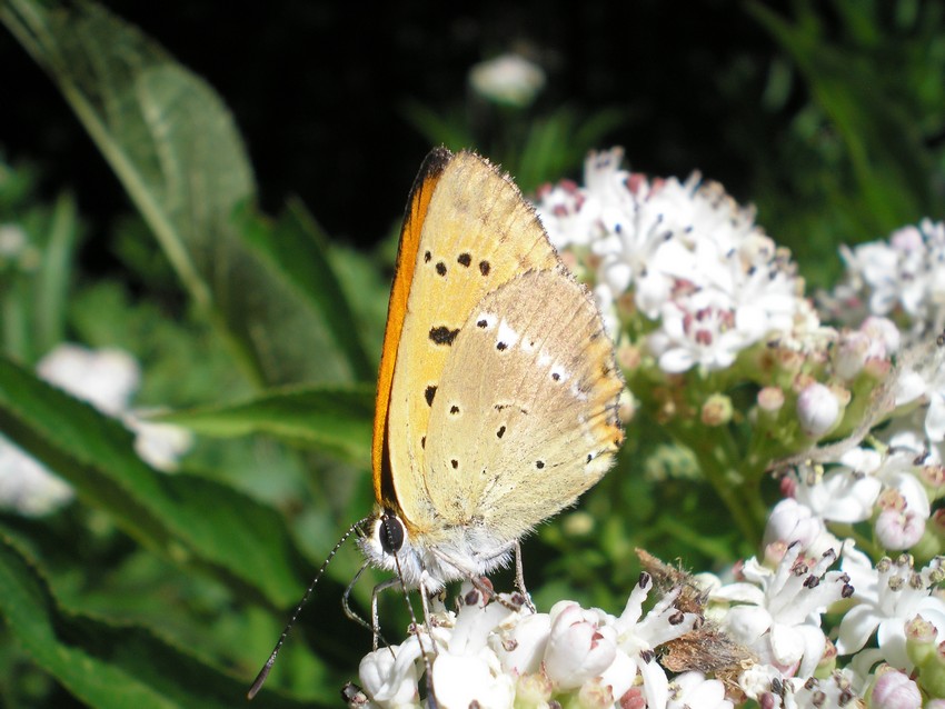 farfalla arancione - Lycaena hippothoe e virgaureae