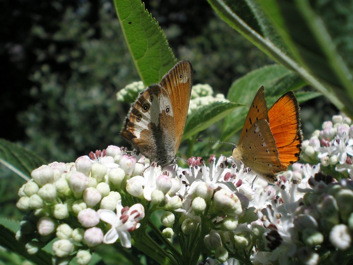 Coenonypha ... quale?