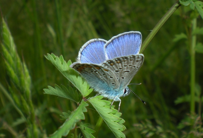 3 Lycaenidae senza nome da identificare