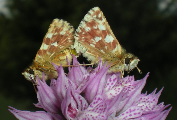 Hesperiidae in accoppiamento da id