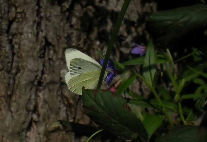 Pieris mannii ?