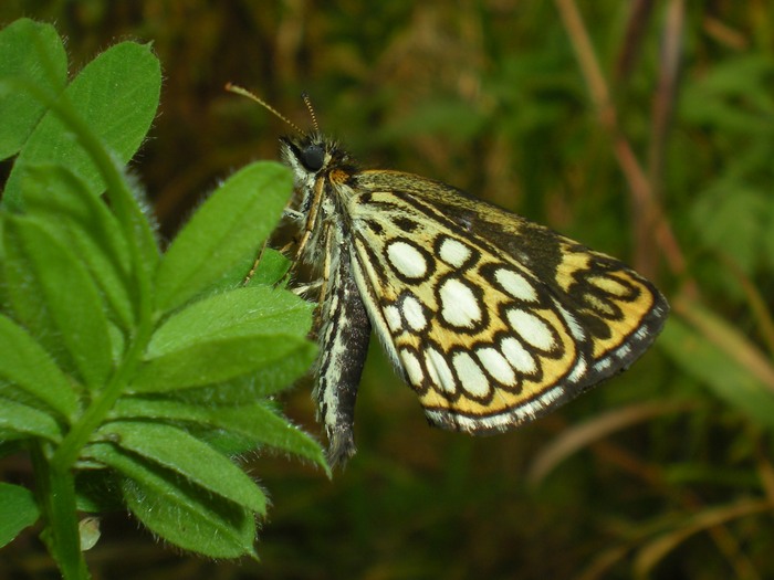 Heteropterus morpheus