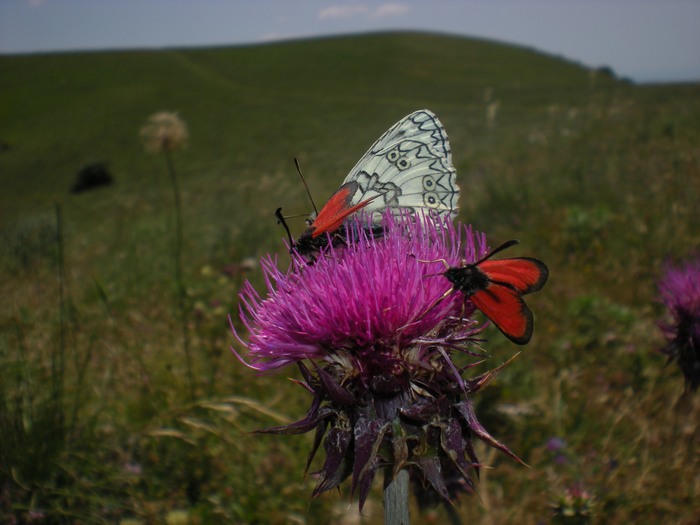 Melanargia russiae