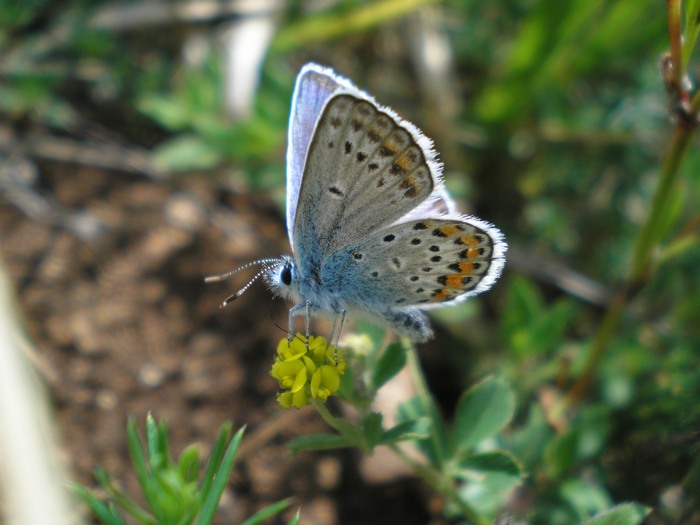 Una giornata(piovosa) sui Sibillini)
