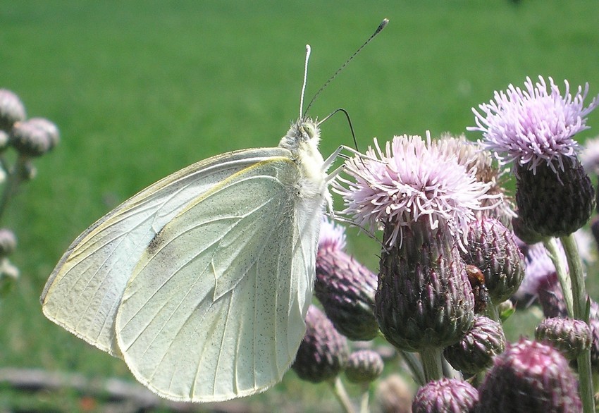 aiuto per identificazione Pieridi