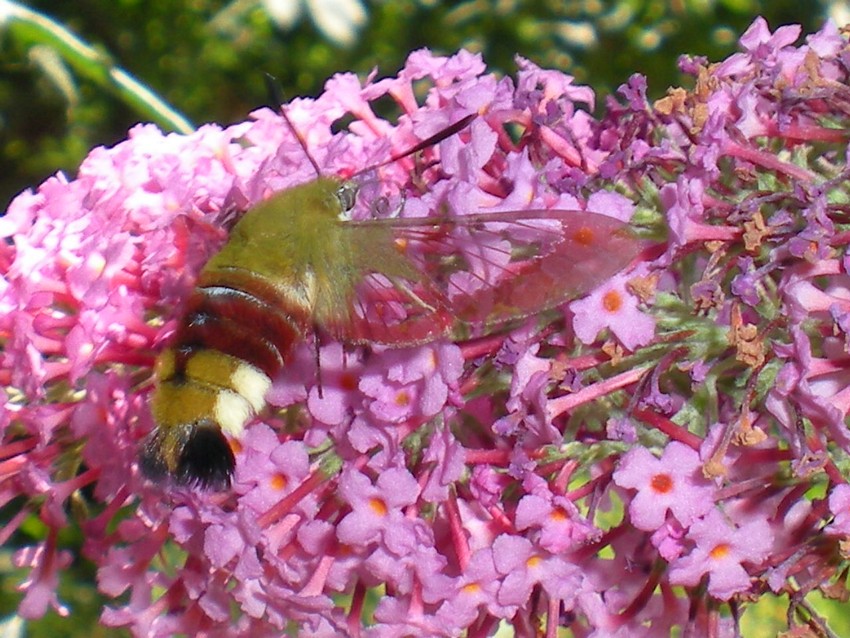 Hemaris fuciformis