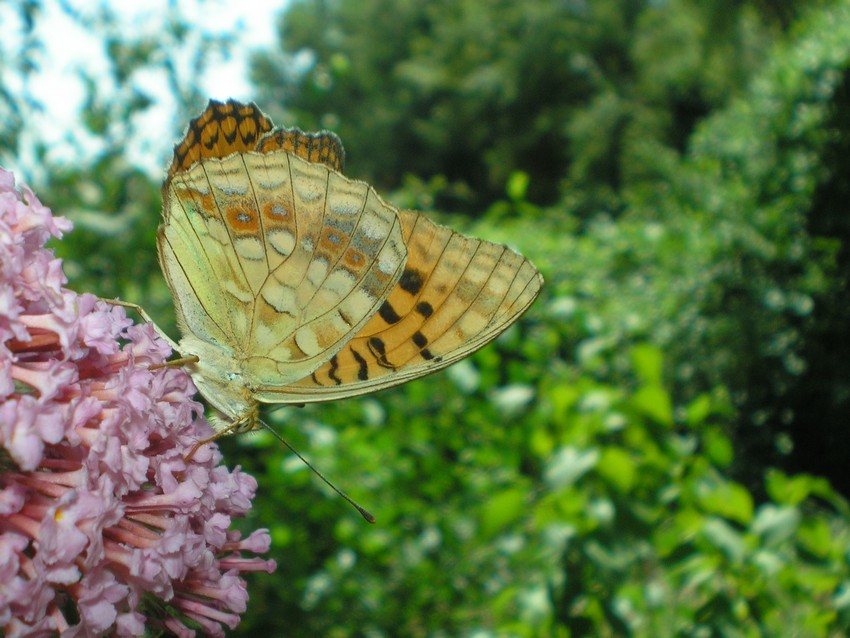 Argynnis paphia e Argynnis (Fabriciana) adippe