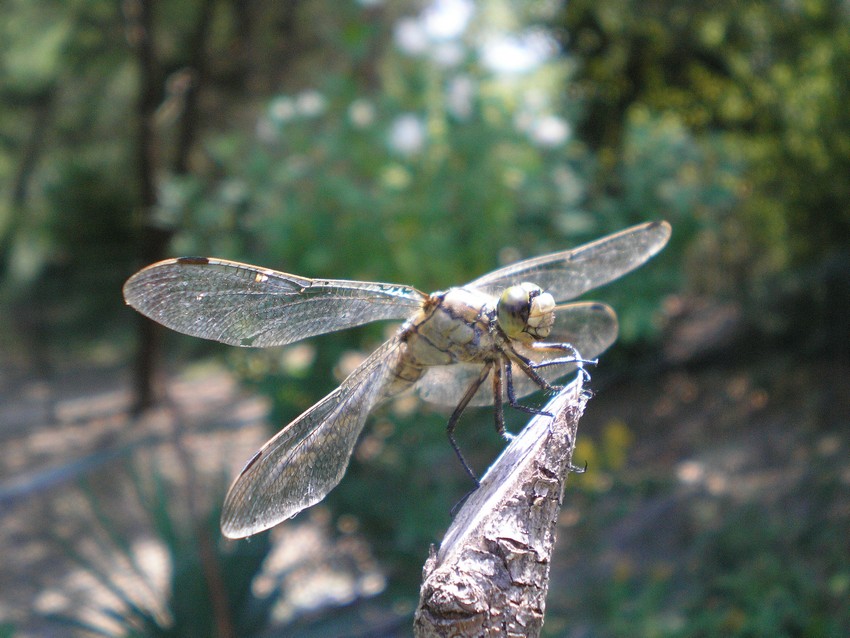 che libellula ? Orthetrum cancellatum