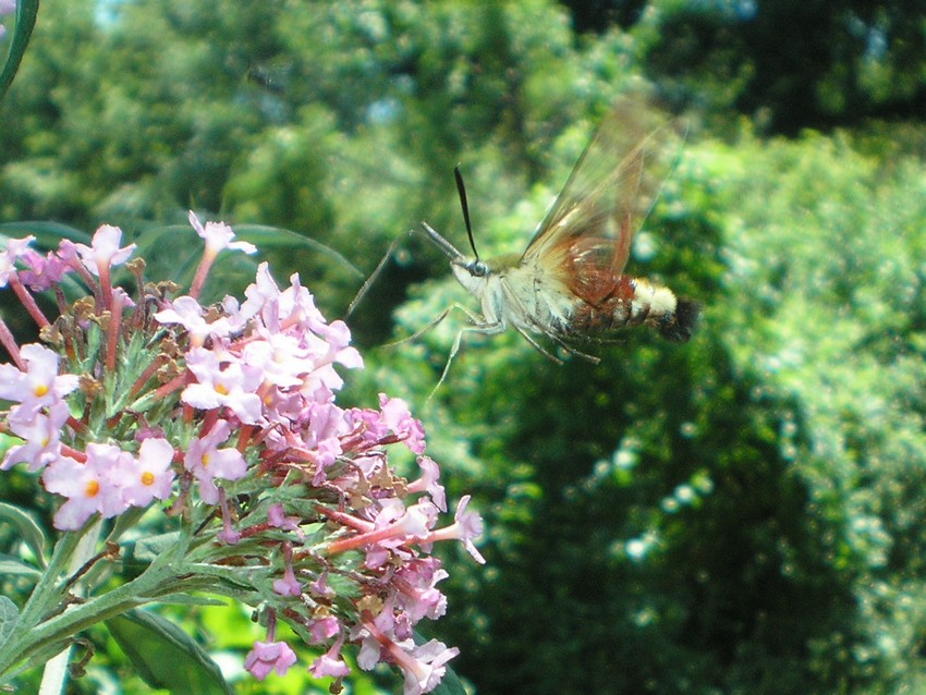 Hemaris fuciformis