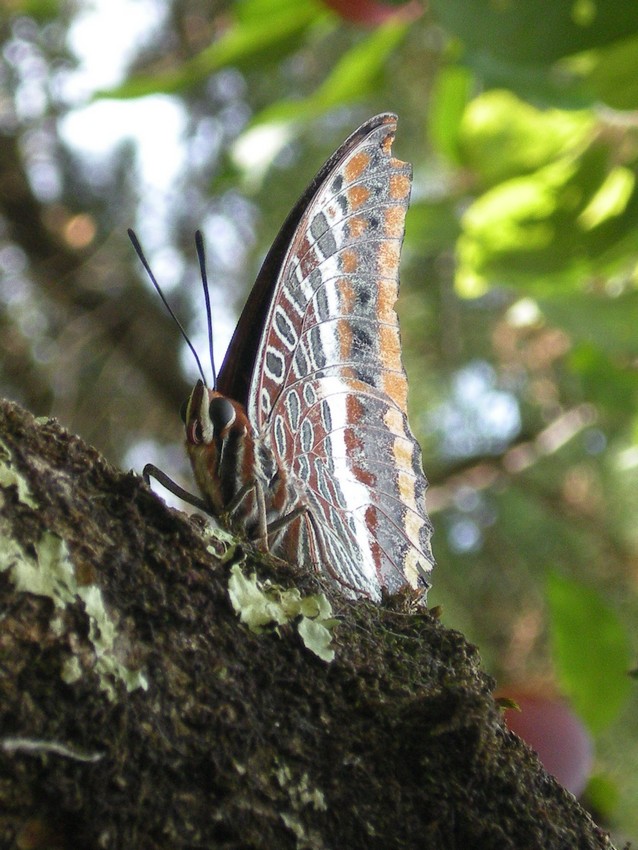 La pi bella del reame - Charaxes jasius