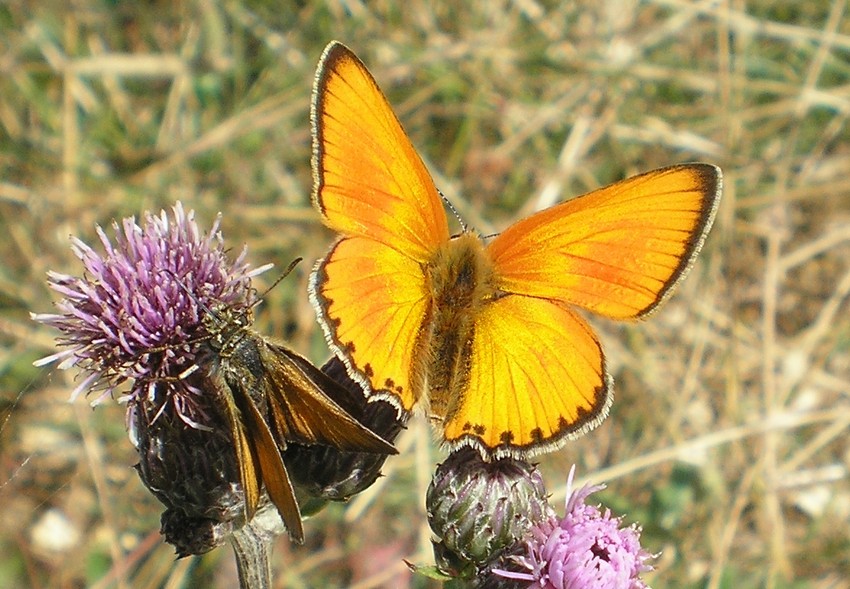farfalla arancione - Lycaena hippothoe e virgaureae