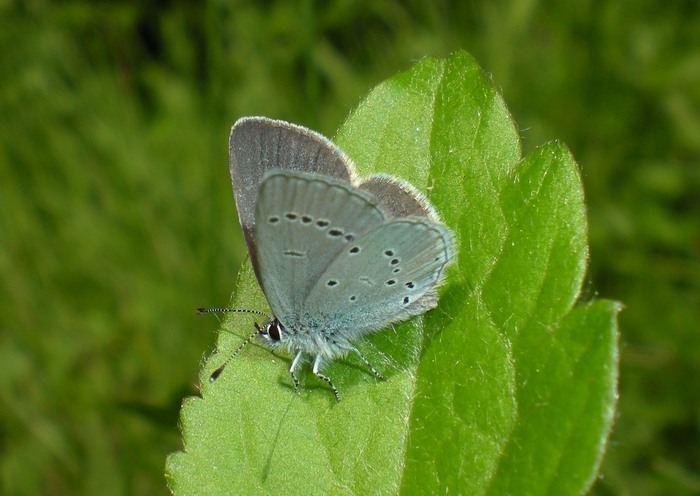3 Lycaenidae senza nome da identificare