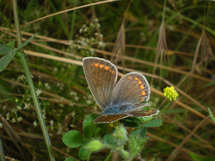 Femmina di P.bellargus???