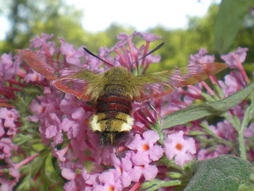 Hemaris fuciformis