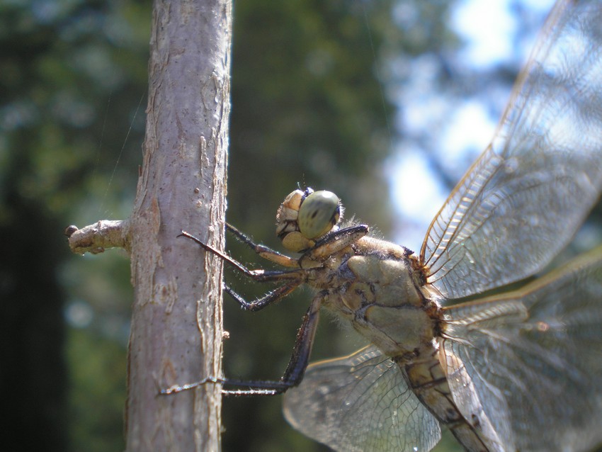 che libellula ? Orthetrum cancellatum