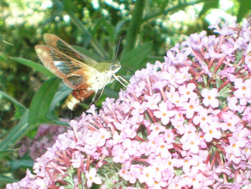 Hemaris fuciformis